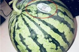 网红小刀吃瓜,揭秘娱乐圈幕后真相